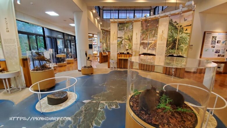 奄美大島のジャングルへ入る前に 野生生物を学ぼう 奄美野生生物保護センター ぴくみんの旅日記